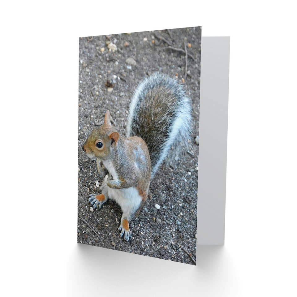 image 1 of Cute Squirrel Animal Photograph Birthday Card