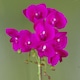 image 2 of Orchid Artificial Dark Pink Silver 50cm Phalaenopsis Botanik