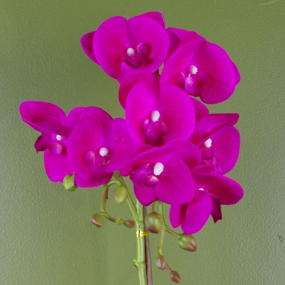 image 1 of Orchid Artificial Dark Pink Silver 50cm Phalaenopsis Botanik