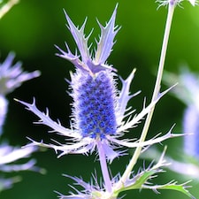 Eryngium leavenworthii Seeds - Sea Holly Purple Pineapple Vivid Purple Bracts Bee Friendly Hardy Annual 25 Seeds