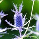 image 1 of Eryngium leavenworthii Seeds - Sea Holly Purple Pineapple Vivid Purple Bracts Bee Friendly Hardy Annual 25 Seeds