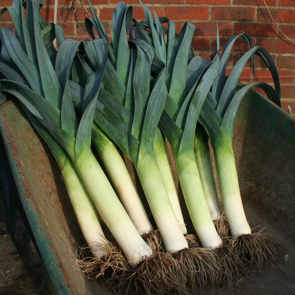 image 1 of Marshalls Garden Leek Seeds 'Lancaster' F1, 50 Seeds