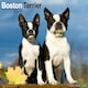 image 1 of Boston Terrier 2026 Calendar | Square Wall Calendar | Dog Breed Gift | Plastic Free Packaging | by Avonside Publishing