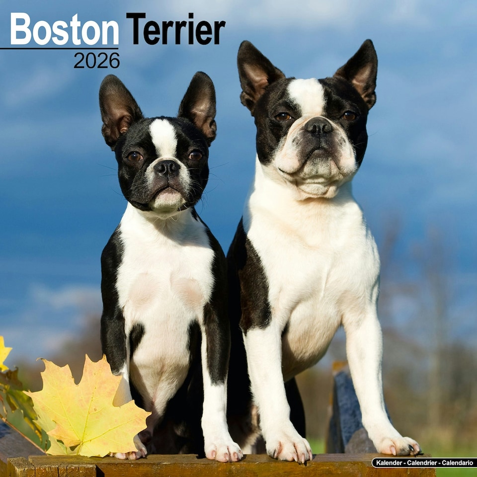 image 1 of Boston Terrier 2026 Calendar | Square Wall Calendar | Dog Breed Gift | Plastic Free Packaging | by Avonside Publishing