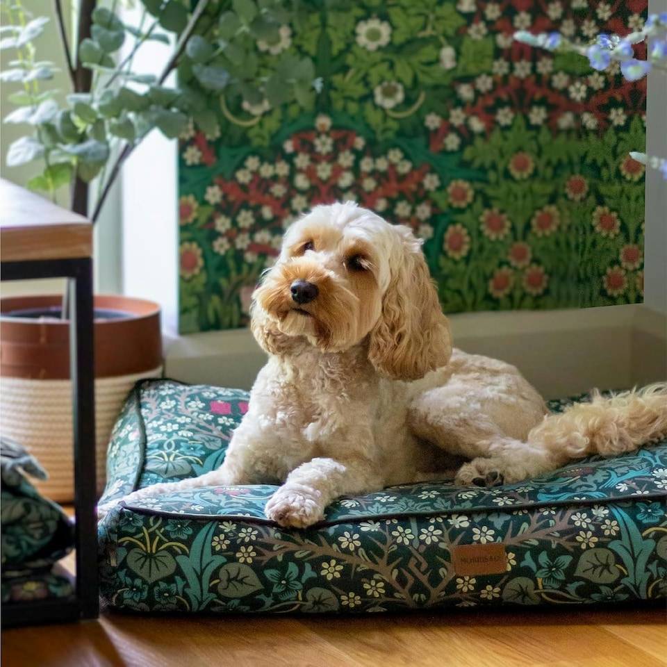 image 1 of Morris & Co Blackthorn Print Dog Mattress Bed - Medium | Green | M | 1