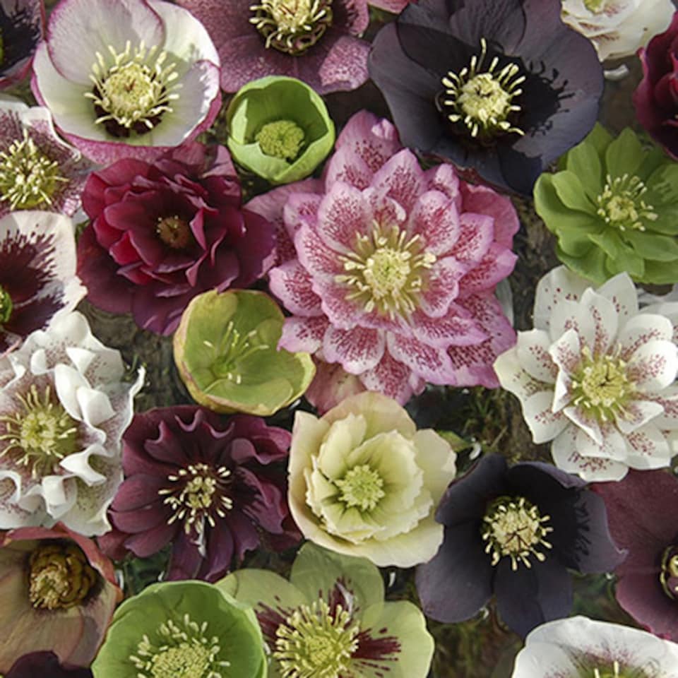image 1 of YouGarden Hellebore 'Double Ellen', Set of 10 Mixed Jumbo Plug Plants, Winter and Spring Flowering, Ready to Pot or Plant Out