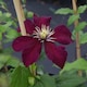 image 2 of Clematis Niobe Ruby-Red Hardy Perennial Climber Compact Starry Blooms 2x 7cm Pot T&M