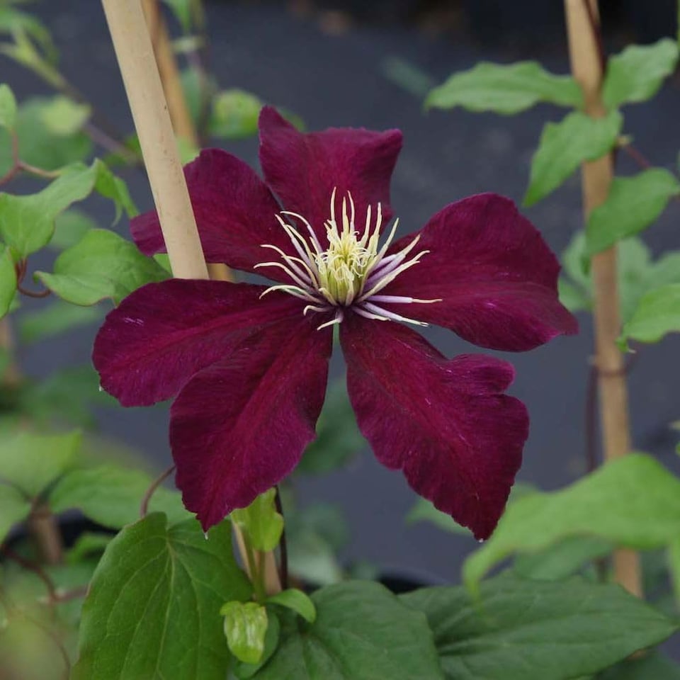 image 1 of Clematis Niobe Ruby-Red Hardy Perennial Climber Compact Starry Blooms 2x 7cm Pot T&M