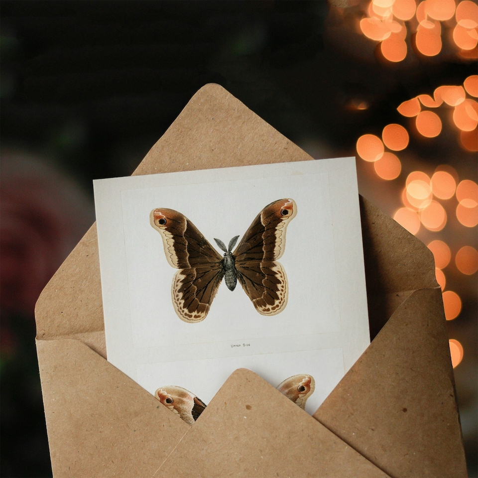 image 1 of Sherman Denton Art Card Promethea Silk Moth Male