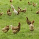 image 2 of PawHut 1Mx10M Chicken Wire Mesh Rabbit Poultry Animal Fence PVC Coated Netting