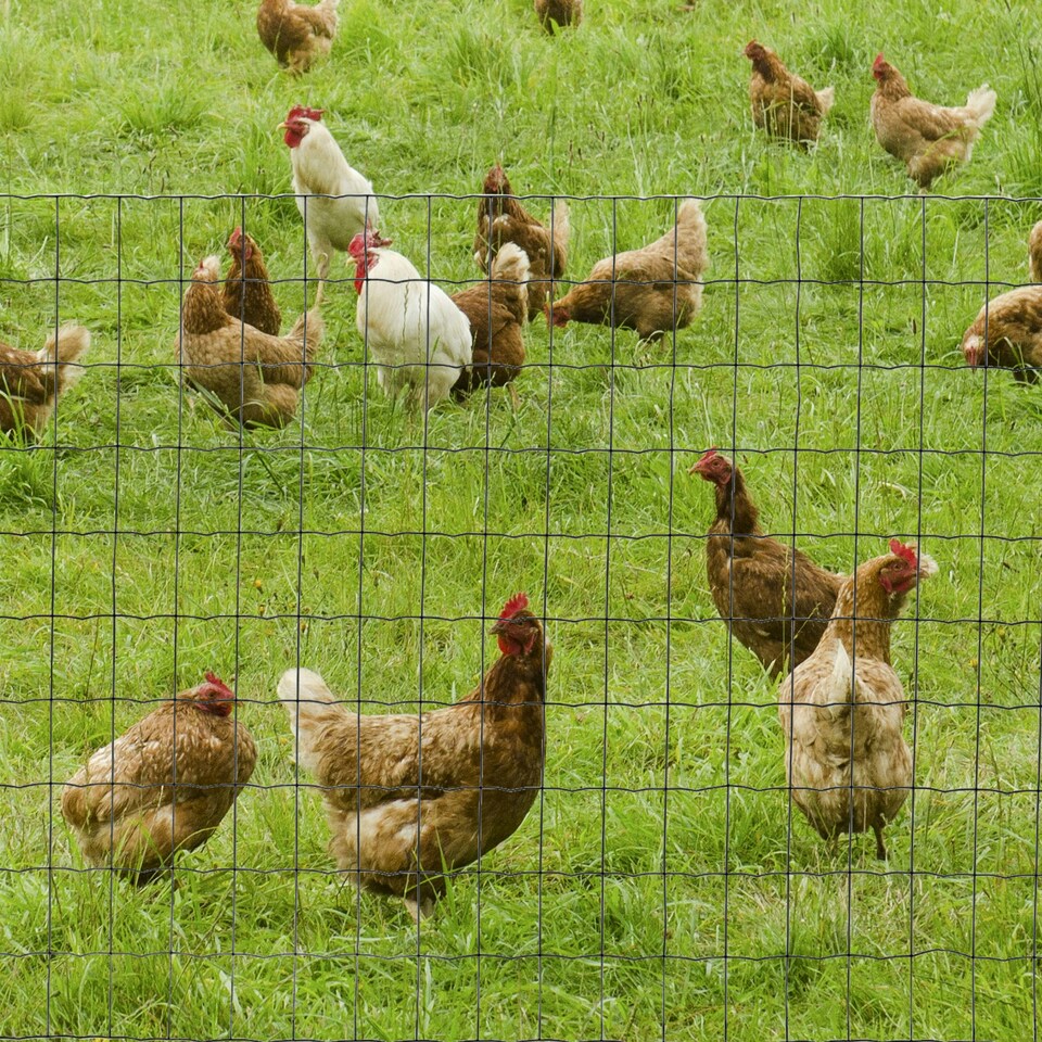 image 1 of PawHut 1Mx10M Chicken Wire Mesh Rabbit Poultry Animal Fence PVC Coated Netting