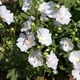 image 9 of Lavatera 'Marshmallow White Ice' - 3 x 9cm potted shrubs