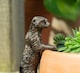 image 1 of Meerkat Plant Pot Hanger - L10.5 x W3.5 x H5 cm | Bronze