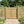 Pressure Treated (Tanalised)