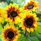 image 2 of Mr. Men Little Miss - Little Miss Sunshine - Sunflower Helios Flame - 1 Packet (10 Seeds)