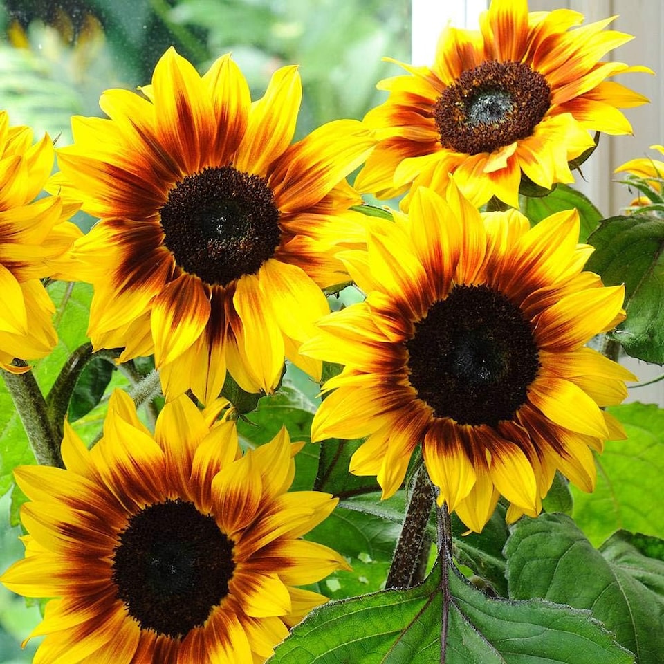 image 1 of Mr. Men Little Miss - Little Miss Sunshine - Sunflower Helios Flame - 1 Packet (10 Seeds)