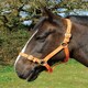 image 4 of Rhinegold Nylon Headcollar | Blue | Size: Full
Colour: Navy Blue