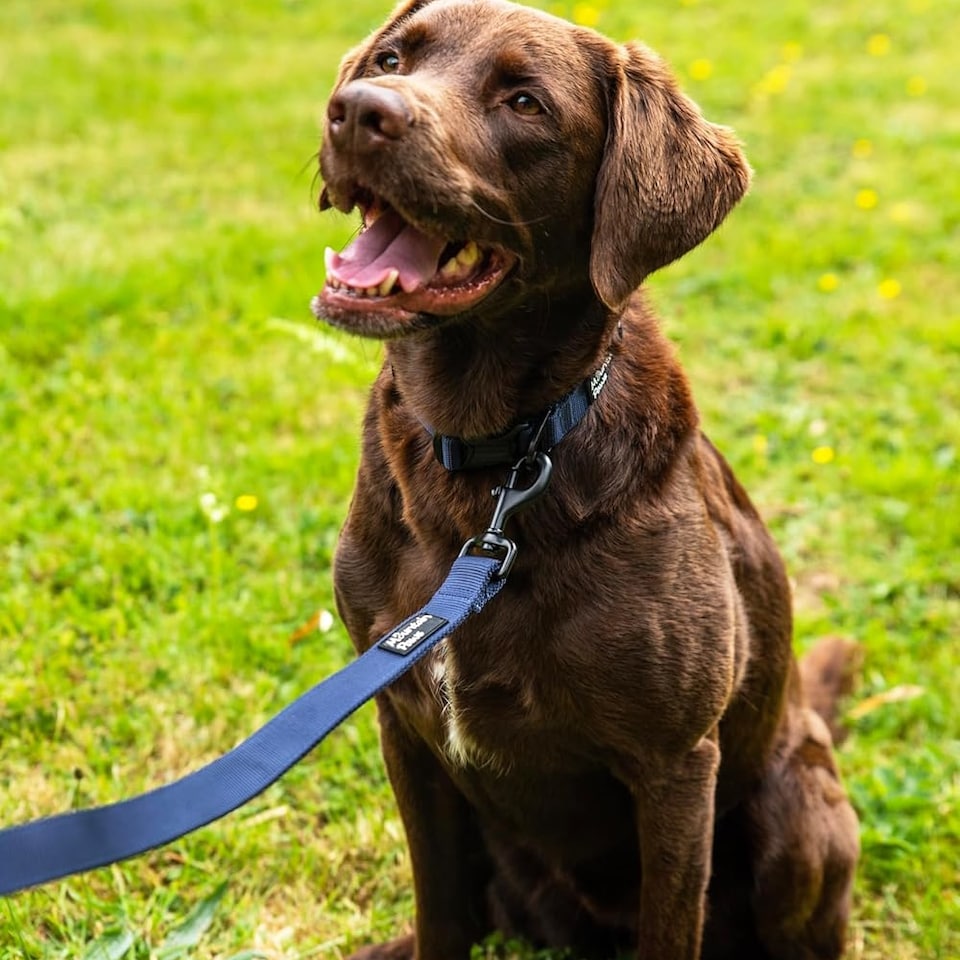 image 1 of Mountain Paws Extra Tough Navy Dog Collar | Blue | Navy | M | 1