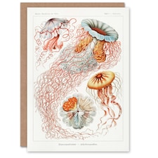 Ernst Haeckel Art Card Lions Mane Jellyfish Illustration