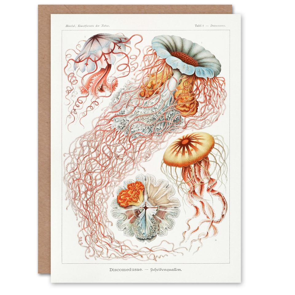 image 1 of Ernst Haeckel Art Card Lions Mane Jellyfish Illustration