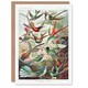 image 1 of Ernst Haeckel Art Card Kolibri Birds Hummingbird Species