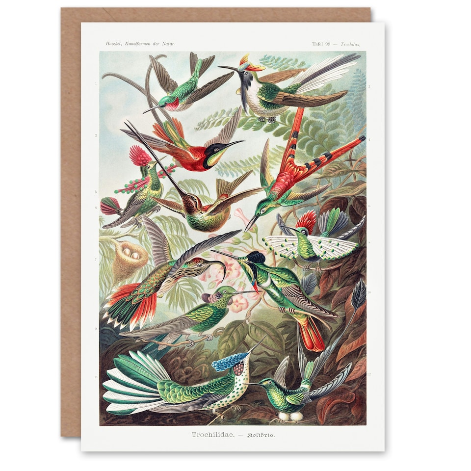 image 1 of Ernst Haeckel Art Card Kolibri Birds Hummingbird Species