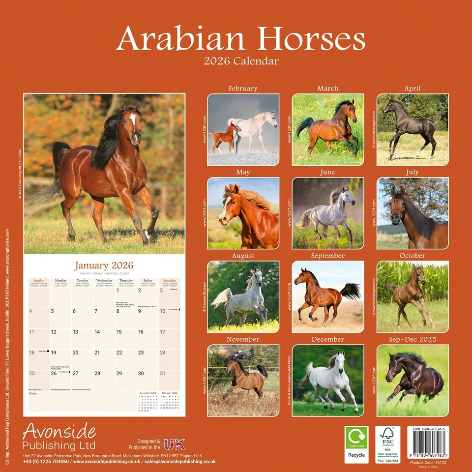 image 1 of Arabian Horses 2026 Calendar | Square Wall Calendar | Animal Gift | Plastic Free Packaging | by Avonside Publishing