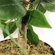 image 2 of 90cm Artificial Ficus Tree Bush - Large Bushy Plant | Green | 3ft