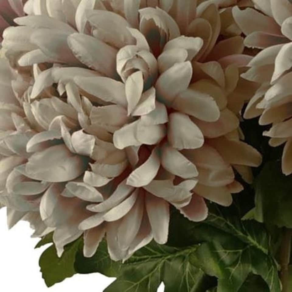 image 1 of 75cm Extra Large Reflex Chrysanthemum - Mushroom