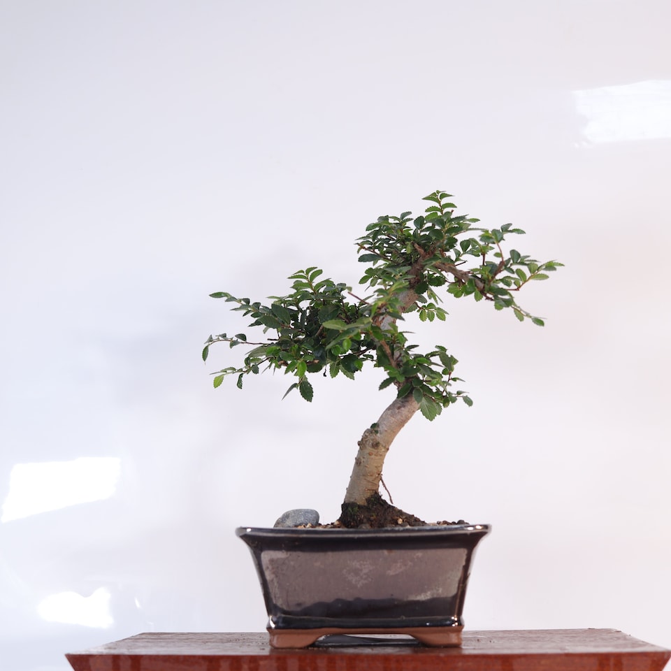 image 1 of Yorkshire Bonsai Chinese Elm (Ulmus Parvifolia) Bonsai Tree Shaped In 16cm Pot Great Gift