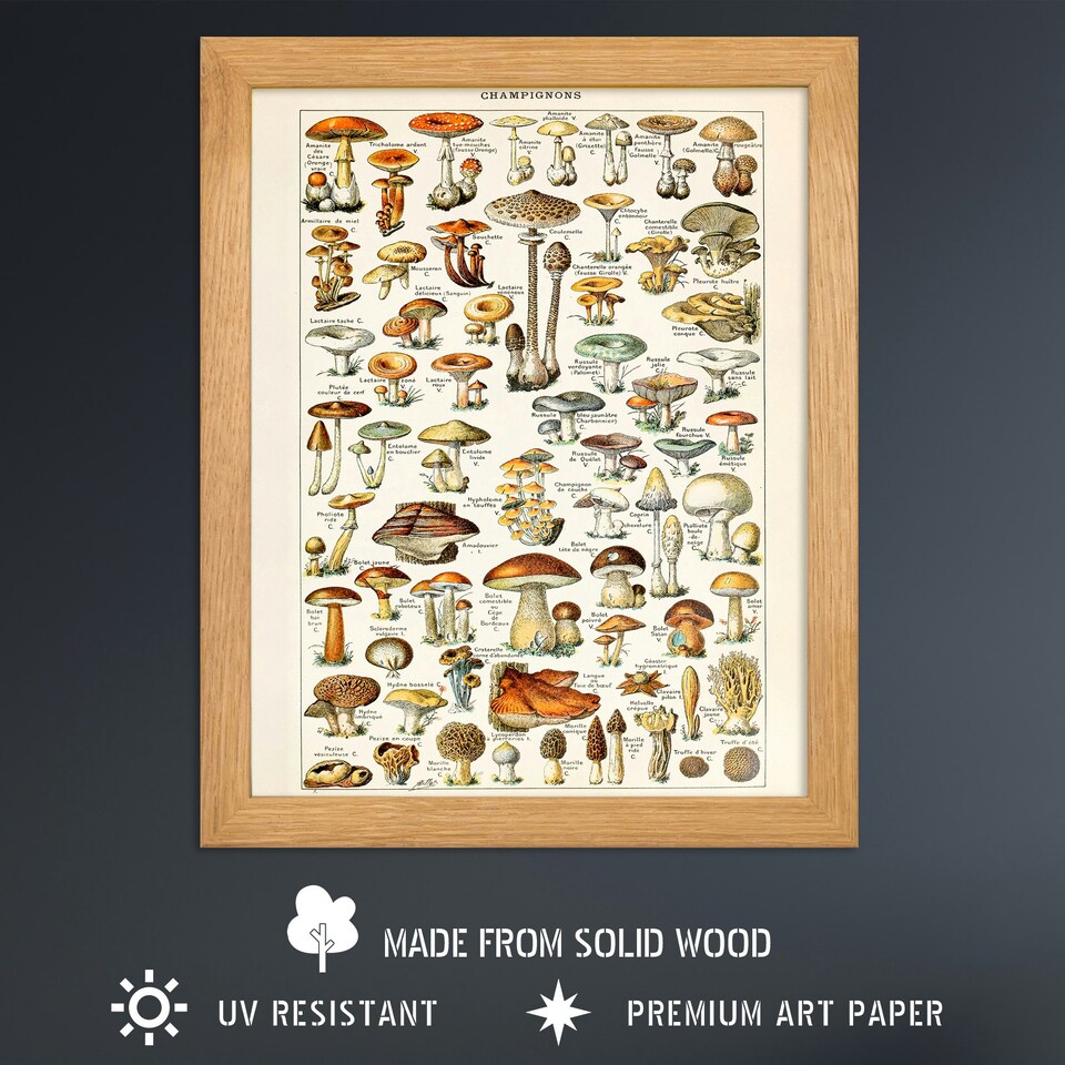 image 1 of Millot Encyclopedia Mushrooms Fungi Kitchen Wood Framed Wall Art Print