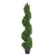 image 6 of Buxus Boxwood Spiral Trees 120cm Buxus Spiral Single 120cm Plants | Green | 4ft