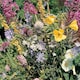 image 2 of Wildflower Meadowland Mixture 1 Seed Packet (1 Gram Seeds)