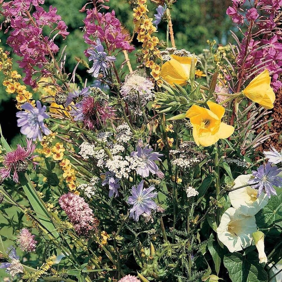 image 1 of Wildflower Meadowland Mixture 1 Seed Packet (1 Gram Seeds)