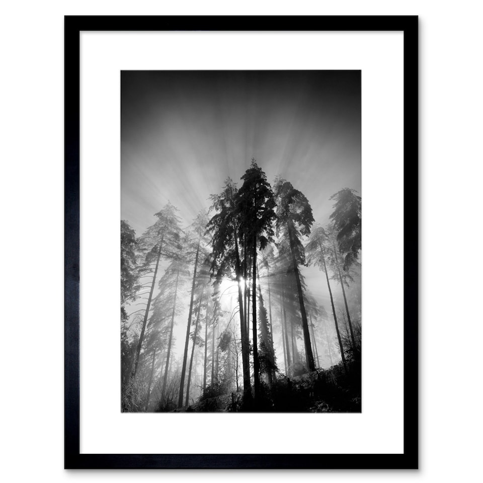 image 1 of Trees Light Fog Black White Living Room 12x16" Framed Wall Art Print