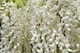 image 2 of Wisteria Alba White Climbing Plant 3-4ft Supplied in a 3 Litre Pot