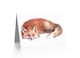 image 2 of Cute Red Fox Sleeping Bright Watercolour Painting Animal Greeting Card