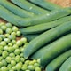 image 1 of Marshalls Garden Pea Seeds Onward | Green | Green | Seeds