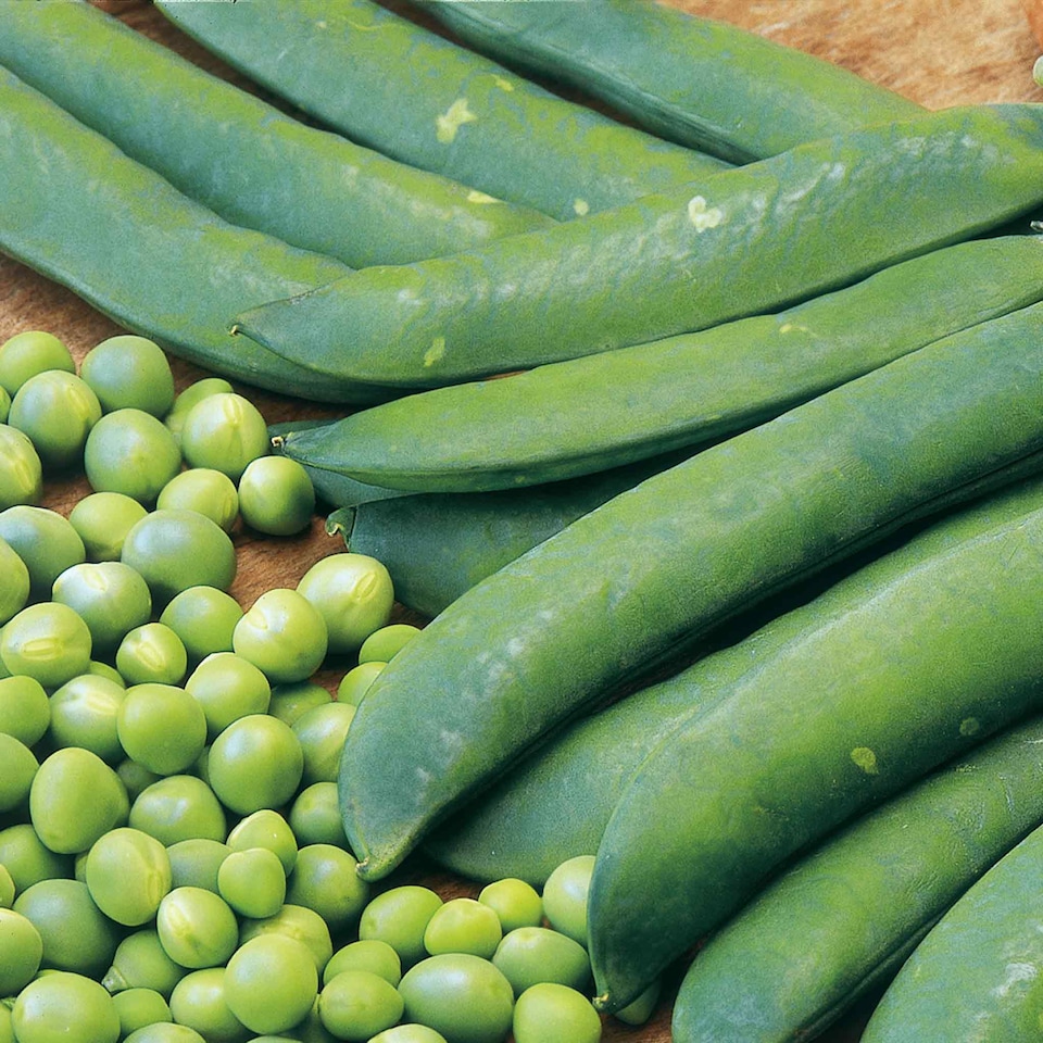 image 1 of Marshalls Garden Pea Seeds Onward | Green | Green | Seeds