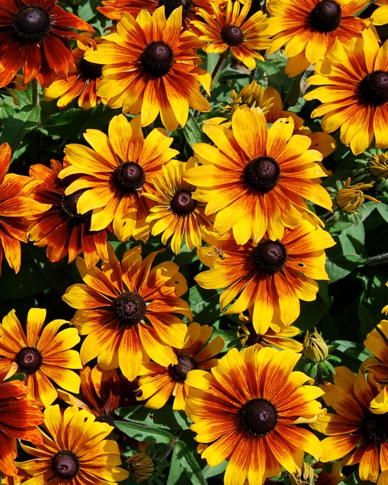 image 1 of Rudbeckia Rustic Dwarfs Seeds - Hardy Perennial Yellow Flowers Easy Pollinator Friendly Long Blooming Garden Border 1 Seed Packet