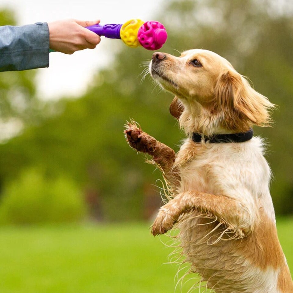 image 1 of K9Connectables Dog Toys - The Original Small (Pink/Purple)