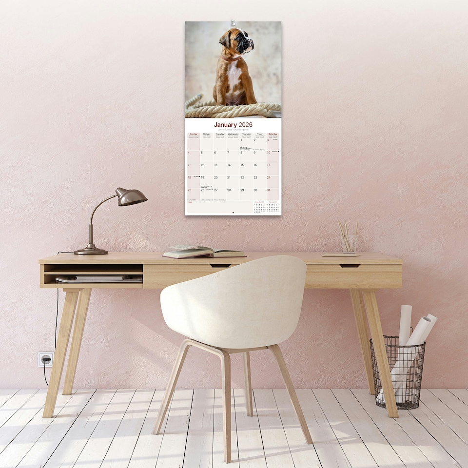image 1 of Boxer 2026 Calendar | Square Wall Calendar | Dog Breed Gift | Plastic Free Packaging | by Avonside Publishing