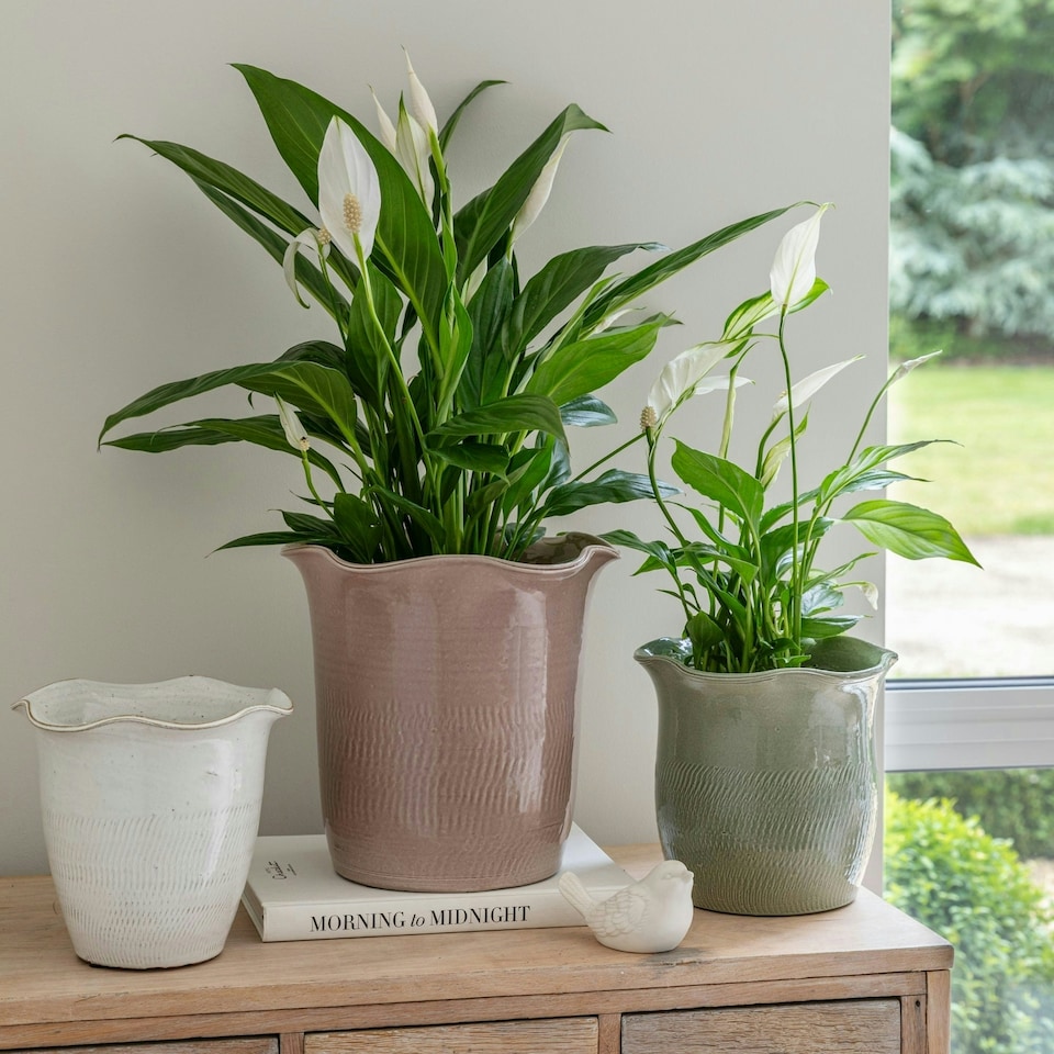 image 1 of Camellia Scalloped Edge Planter White