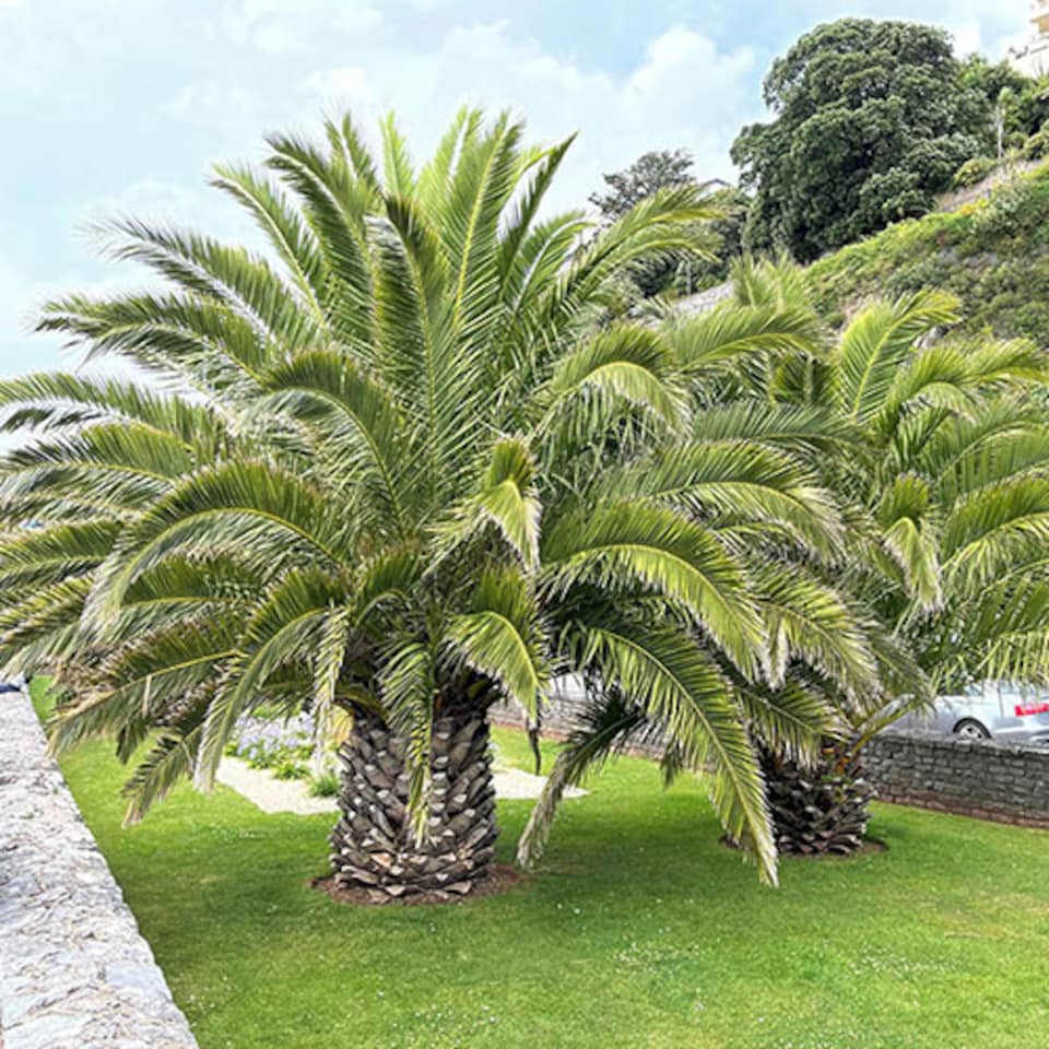 image 1 of YouGarden Phoenix Palm Tree, Established 55-75cm Tall Tree in a 14cm Pot