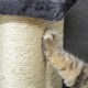 image 8 of PawHut Dog Steps for Bed 4 Step Pet Stairs ladder for Dog Cat Scratch Post Grey