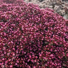 Marshalls Garden Crassula 'Starlights Ruby' 3 plug plants
