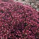 image 1 of Marshalls Garden Crassula 'Starlights Ruby' 3 plug plants