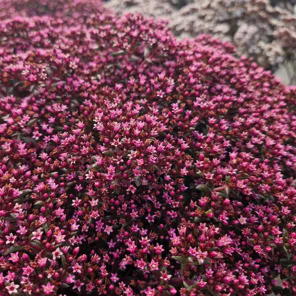 image 1 of Marshalls Garden Crassula 'Starlights Ruby' 3 plug plants