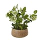 image 1 of Hill Interiors Hellebore Artificial Potted Plant - Green/Taupe - 85cm x 52cm x 52cm