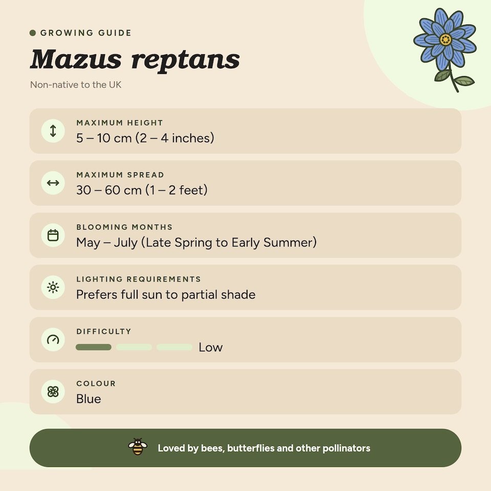 image 1 of Mazus reptans 'Chinese Marshflower' - Marginal Aquatic Pond Plant